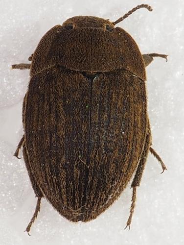 Réf. 254 861 : Trichoton cayennense